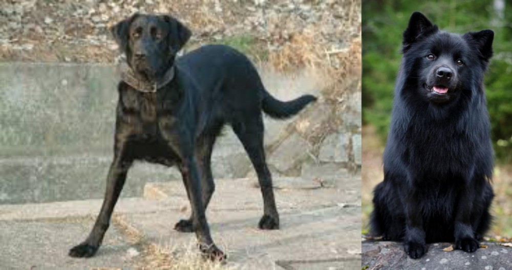 Swedish Lapphund vs Cao de Castro Laboreiro - Breed Comparison
