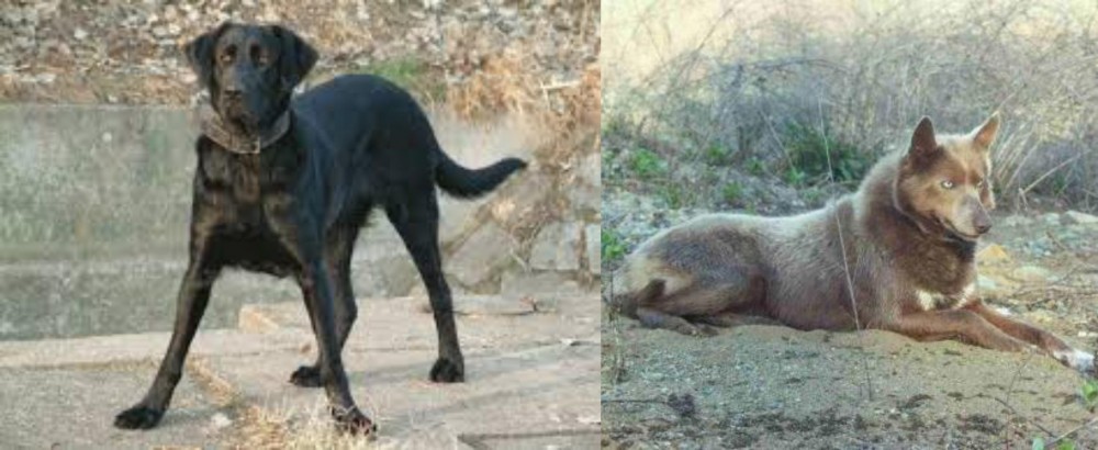 Tahltan Bear Dog vs Cao de Castro Laboreiro - Breed Comparison