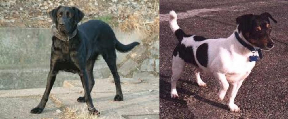 Teddy Roosevelt Terrier vs Cao de Castro Laboreiro - Breed Comparison