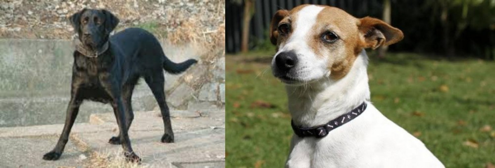 Tenterfield Terrier vs Cao de Castro Laboreiro - Breed Comparison