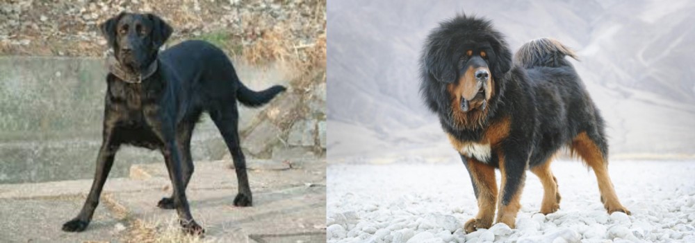 Tibetan Mastiff vs Cao de Castro Laboreiro - Breed Comparison