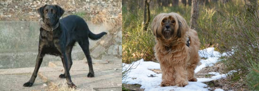 Tibetan Terrier vs Cao de Castro Laboreiro - Breed Comparison