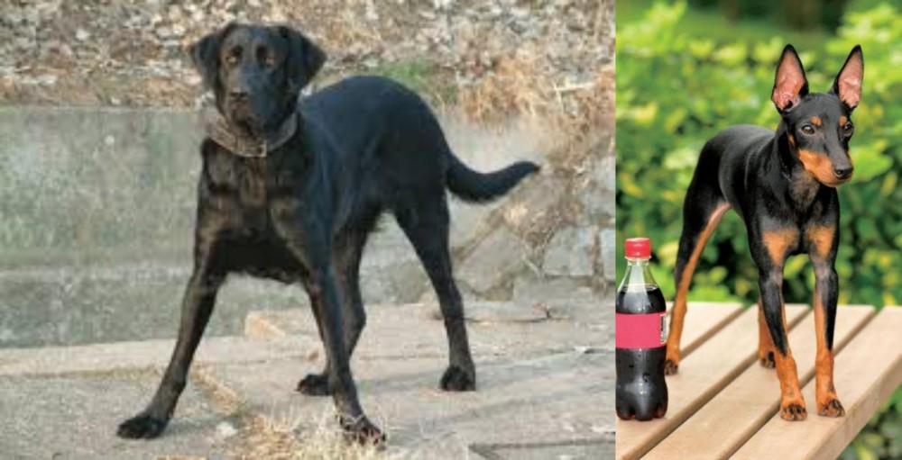 Toy Manchester Terrier vs Cao de Castro Laboreiro - Breed Comparison