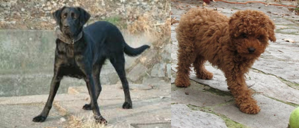 Toy Poodle vs Cao de Castro Laboreiro - Breed Comparison