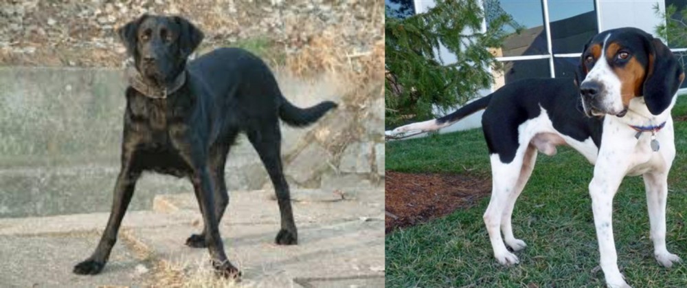 Treeing Walker Coonhound vs Cao de Castro Laboreiro - Breed Comparison