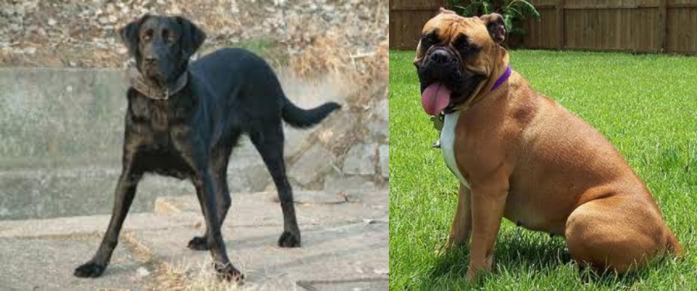 Valley Bulldog vs Cao de Castro Laboreiro - Breed Comparison