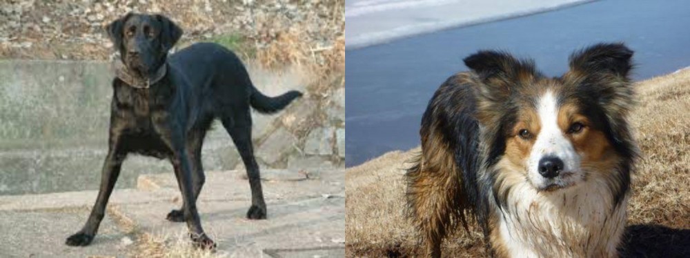 Welsh Sheepdog vs Cao de Castro Laboreiro - Breed Comparison