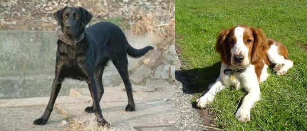 Welsh Springer Spaniel vs Cao de Castro Laboreiro - Breed Comparison