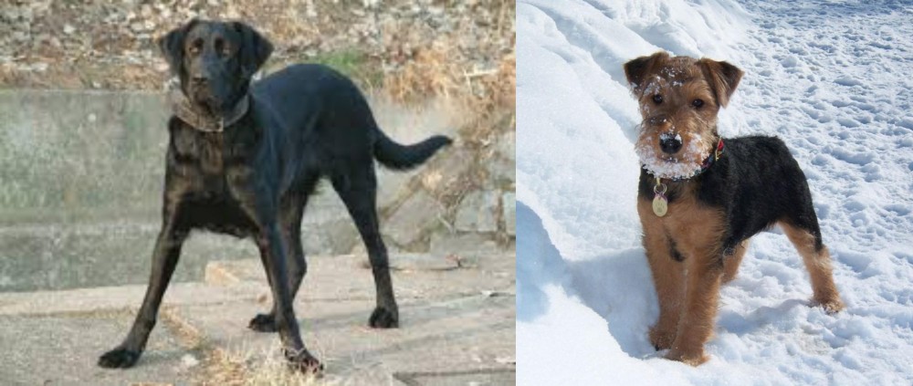 Welsh Terrier vs Cao de Castro Laboreiro - Breed Comparison