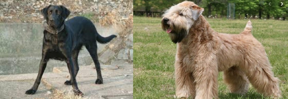 Wheaten Terrier vs Cao de Castro Laboreiro - Breed Comparison