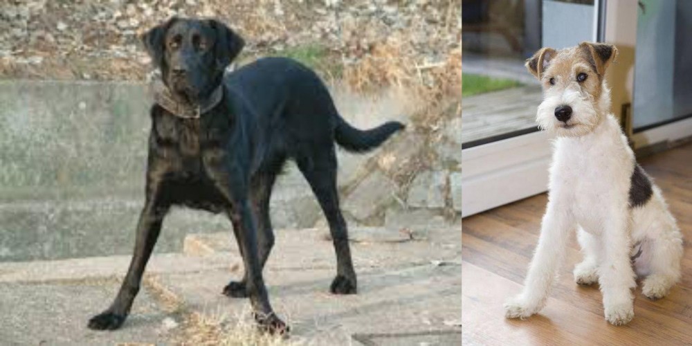 Wire Fox Terrier vs Cao de Castro Laboreiro - Breed Comparison