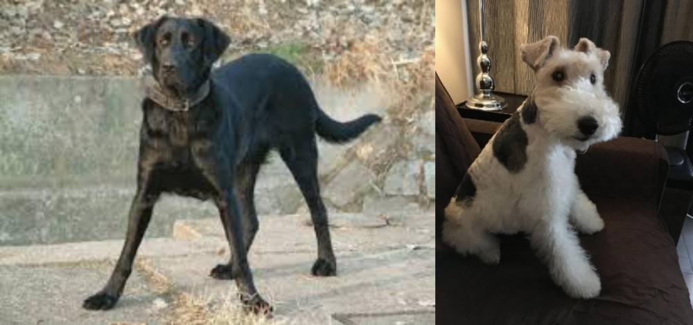 Wire Haired Fox Terrier vs Cao de Castro Laboreiro - Breed Comparison