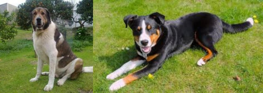 Appenzell Mountain Dog vs Cao de Gado Transmontano - Breed Comparison