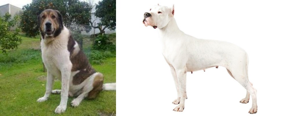 Argentine Dogo vs Cao de Gado Transmontano - Breed Comparison