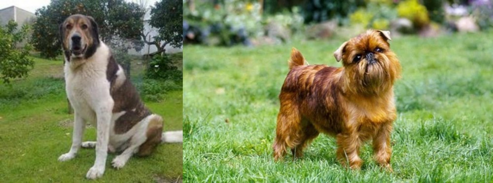 Brussels Griffon vs Cao de Gado Transmontano - Breed Comparison
