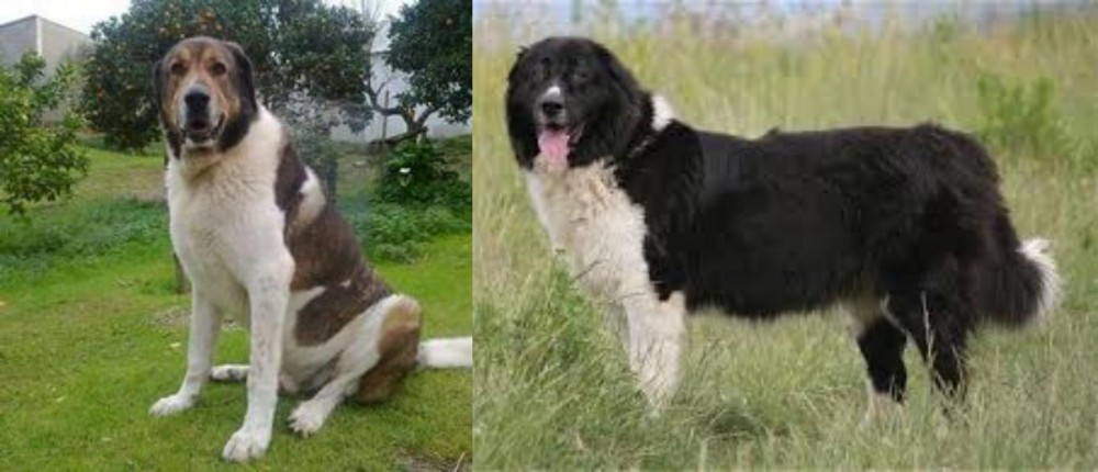 Bulgarian Shepherd vs Cao de Gado Transmontano - Breed Comparison