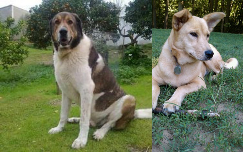 Carolina Dog vs Cao de Gado Transmontano - Breed Comparison