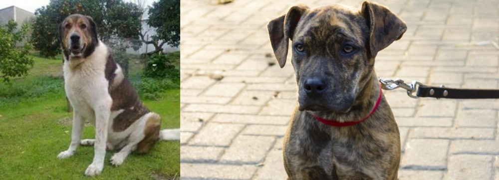 Catahoula Bulldog vs Cao de Gado Transmontano - Breed Comparison