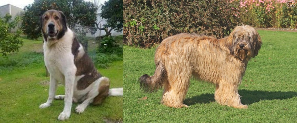 Catalan Sheepdog vs Cao de Gado Transmontano - Breed Comparison