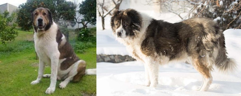 Caucasian Shepherd vs Cao de Gado Transmontano - Breed Comparison