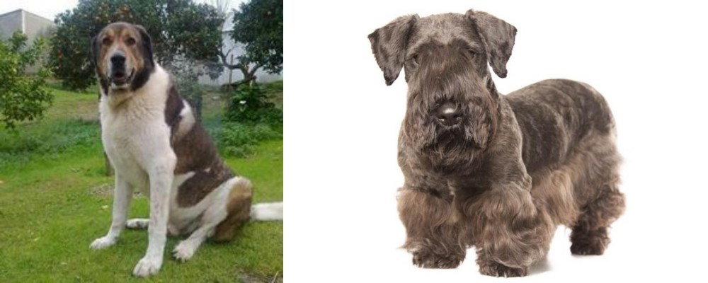 Cesky Terrier vs Cao de Gado Transmontano - Breed Comparison