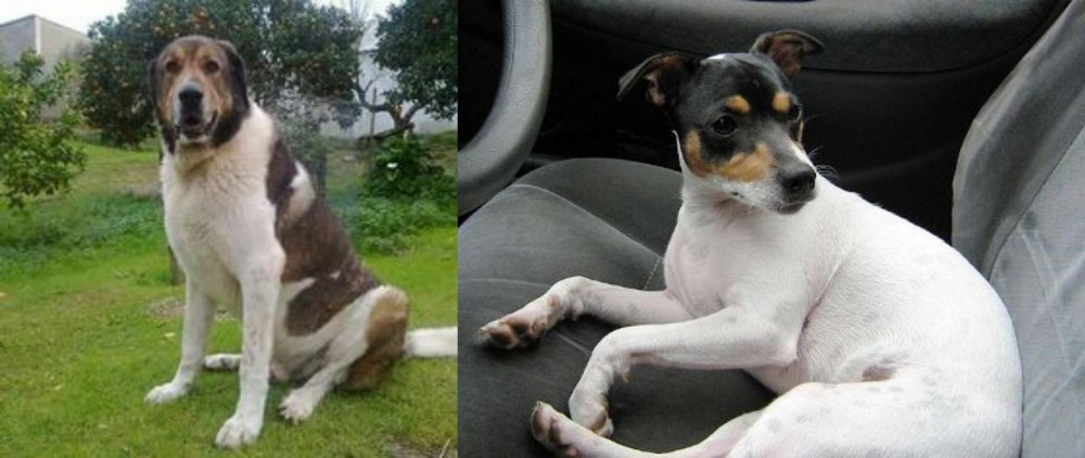 Chilean Fox Terrier vs Cao de Gado Transmontano - Breed Comparison