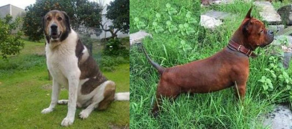 Chinese Chongqing Dog vs Cao de Gado Transmontano - Breed Comparison