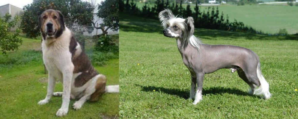 Chinese Crested Dog vs Cao de Gado Transmontano - Breed Comparison