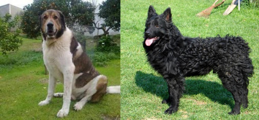 Croatian Sheepdog vs Cao de Gado Transmontano - Breed Comparison
