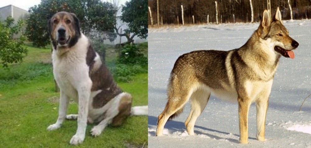 Czechoslovakian Wolfdog vs Cao de Gado Transmontano - Breed Comparison
