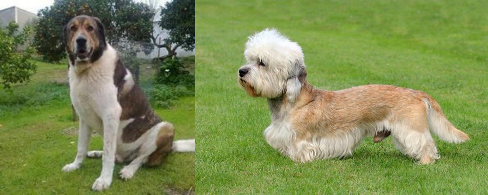Dandie Dinmont Terrier vs Cao de Gado Transmontano - Breed Comparison