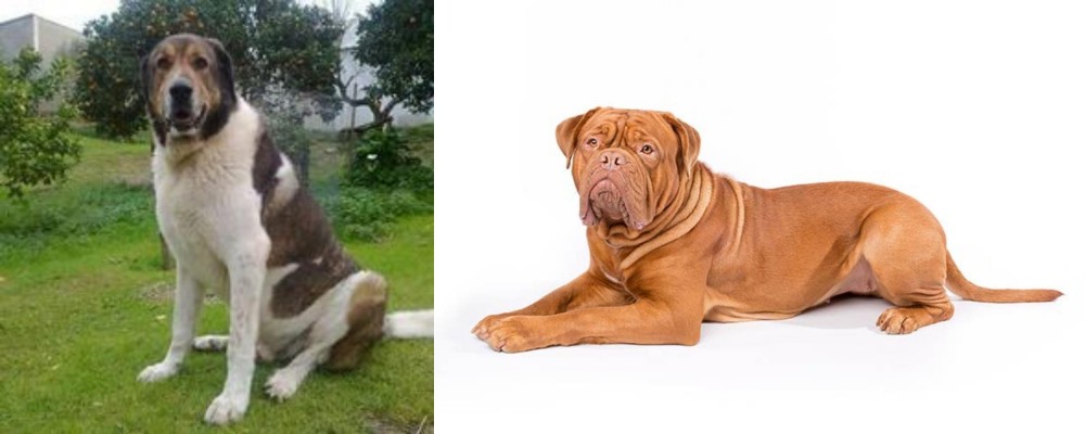 Dogue De Bordeaux vs Cao de Gado Transmontano - Breed Comparison