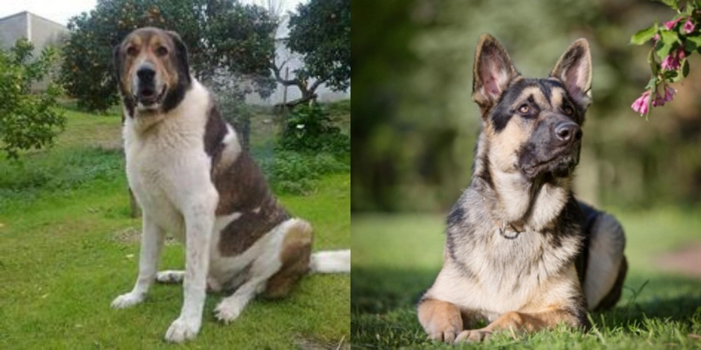 East European Shepherd vs Cao de Gado Transmontano - Breed Comparison