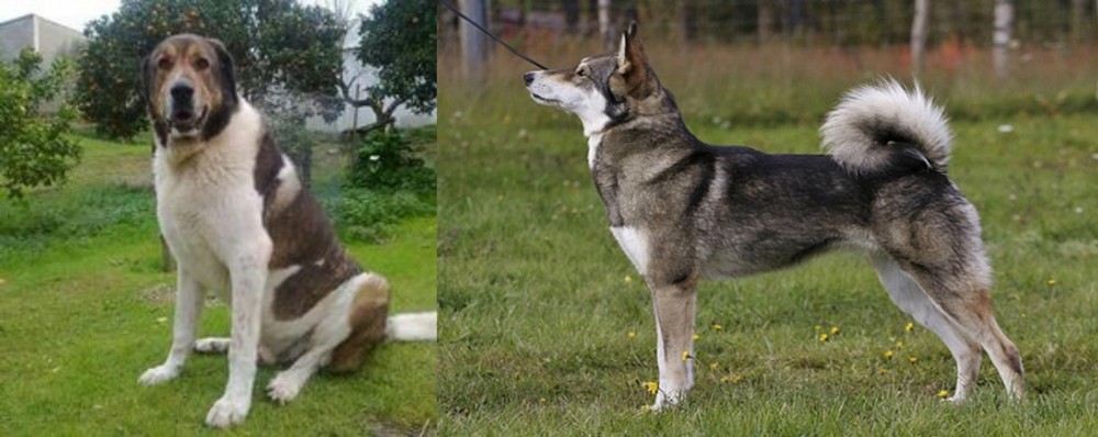 East Siberian Laika vs Cao de Gado Transmontano - Breed Comparison