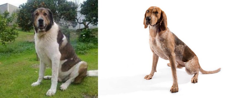 English Coonhound vs Cao de Gado Transmontano - Breed Comparison