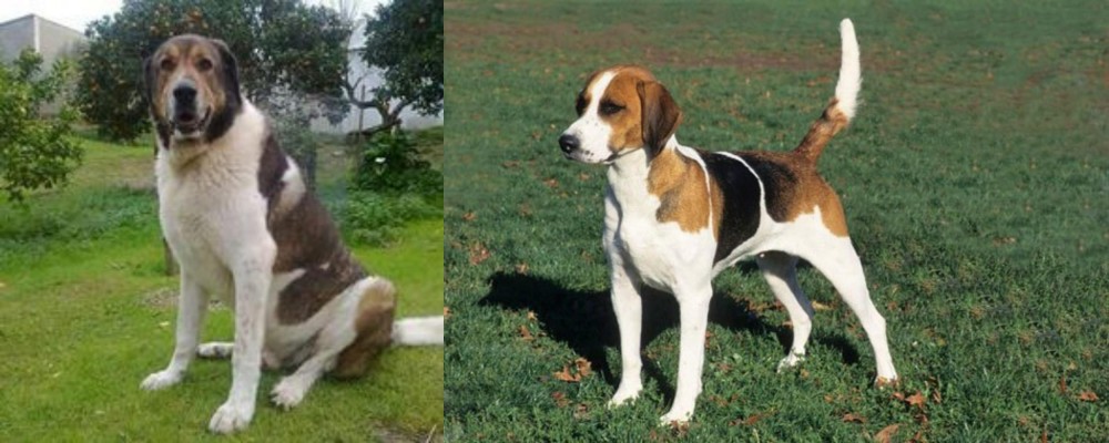 English Foxhound vs Cao de Gado Transmontano - Breed Comparison