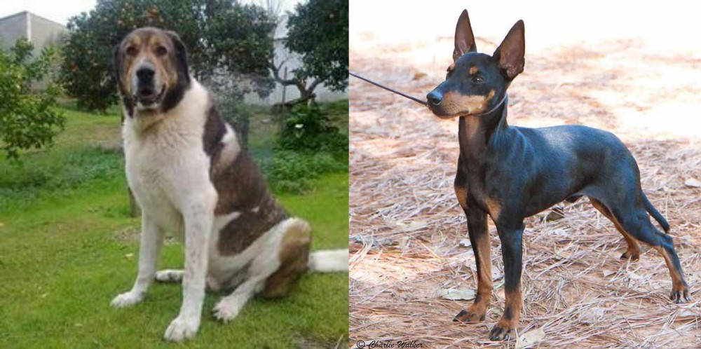 English Toy Terrier (Black & Tan) vs Cao de Gado Transmontano - Breed Comparison