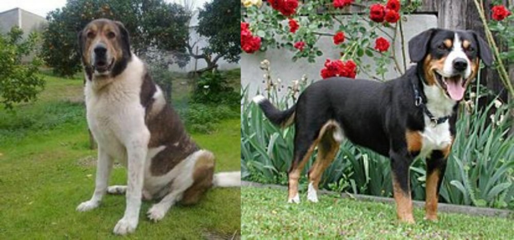 Entlebucher Mountain Dog vs Cao de Gado Transmontano - Breed Comparison