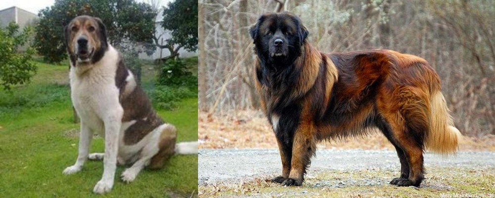 Estrela Mountain Dog vs Cao de Gado Transmontano - Breed Comparison