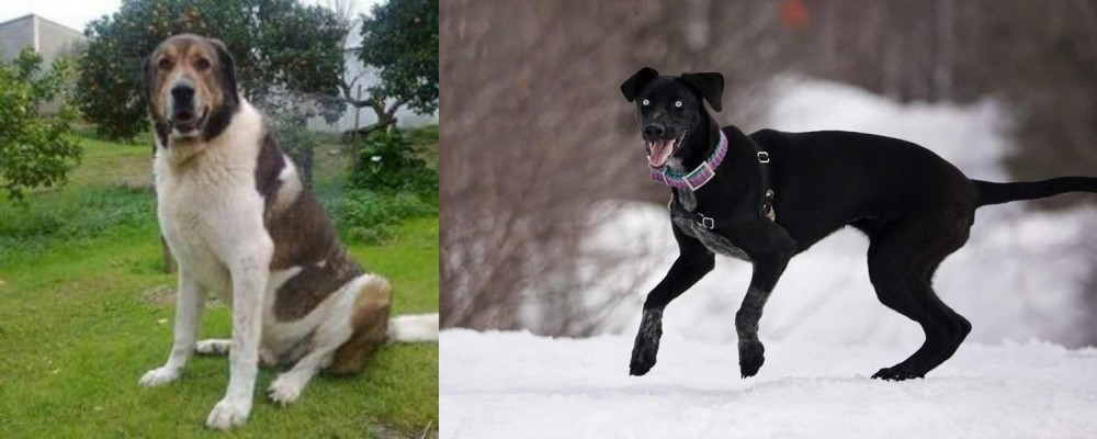 Eurohound vs Cao de Gado Transmontano - Breed Comparison