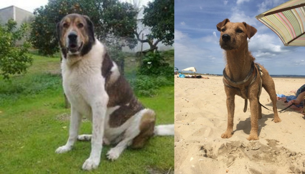 Fell Terrier vs Cao de Gado Transmontano - Breed Comparison