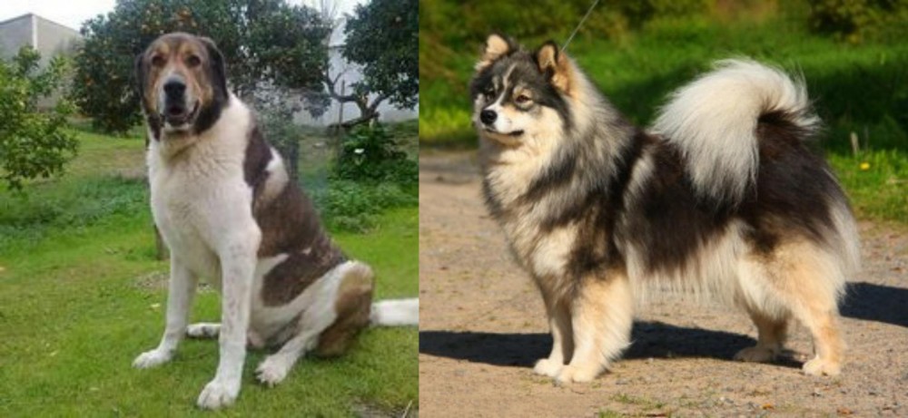 Finnish Lapphund vs Cao de Gado Transmontano - Breed Comparison