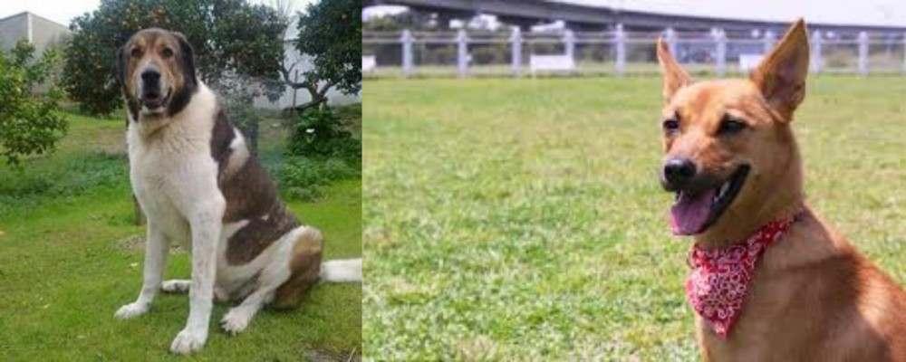 Formosan Mountain Dog vs Cao de Gado Transmontano - Breed Comparison