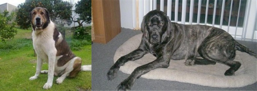 Giant Maso Mastiff vs Cao de Gado Transmontano - Breed Comparison