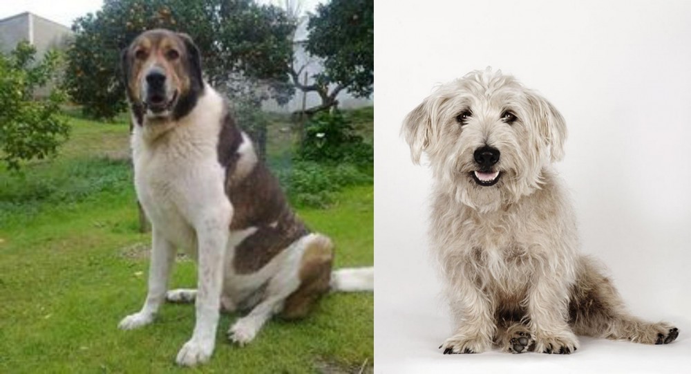 Glen of Imaal Terrier vs Cao de Gado Transmontano - Breed Comparison