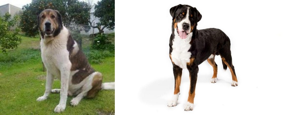 Greater Swiss Mountain Dog vs Cao de Gado Transmontano - Breed Comparison