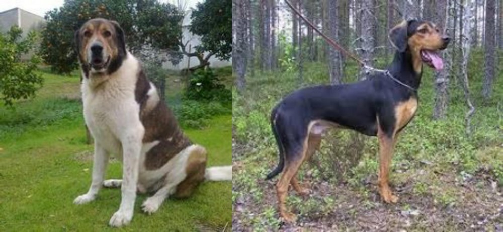 Greek Harehound vs Cao de Gado Transmontano - Breed Comparison