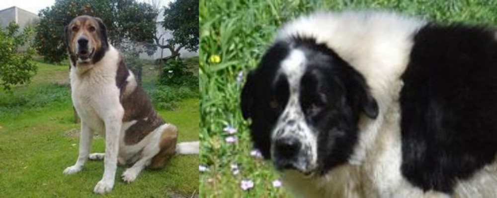 Greek Sheepdog vs Cao de Gado Transmontano - Breed Comparison