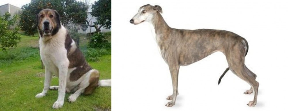 Greyhound vs Cao de Gado Transmontano - Breed Comparison