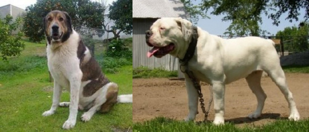 Hermes Bulldogge vs Cao de Gado Transmontano - Breed Comparison